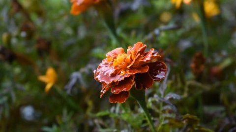 Новососедово. Здравствуй осень (17.09.2019)