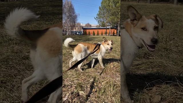 Маленькая Милаша ищет семью❤️ 10мес., 10кг, и больше не вырастет!