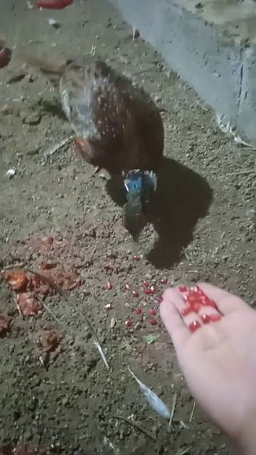 Фазанчик любит кушать гранат
