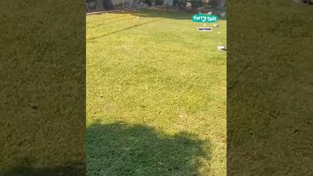 Когда питомцы смешат - Эпизод 116