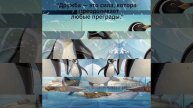 Приключения Пипа