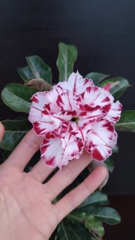 Адениум Black Amaryllis mut🫶