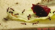Camponotus nicobarensis (кампонотус никобаренсис) кормление