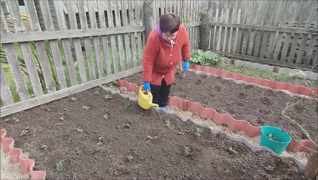ДЕЛА САДОВЫЕ. ЗАНИМАЕМСЯ КЛУБНИКОЙ. НАШИ ПОКУПКИ