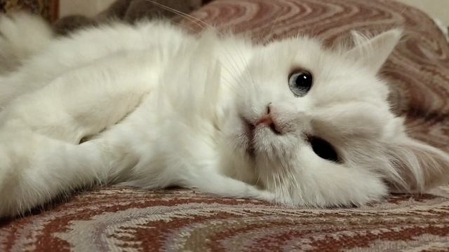 Кисонька бусинка Lenore11