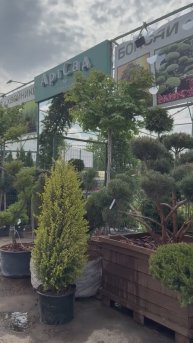 Такая красота Вас встречает в садовом центре «АртСад». В наличии большой выбор!✨ www.artsad63.ru