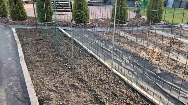 Сажаем бобовые