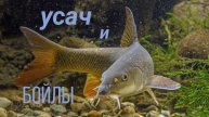 Усач и бойлы