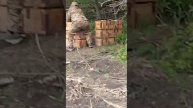 Боевой Дед Серпухович 244 штурмовой полк ВС.РФ