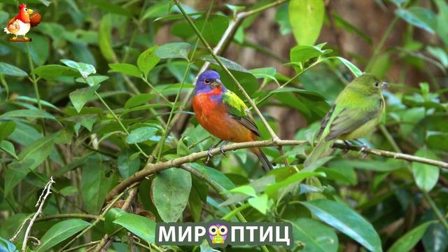 Мир птиц – красота и грация пернатых созданий Природы 🦩🦚🦜 Выпуск (104) 🦉🐦🐤