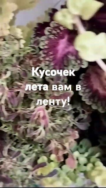 Кусочек лета вам в ленту! #гортензия #мечта #цветы #кол?