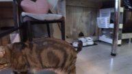 Трёхлапый кот 🐱 Лёлик.