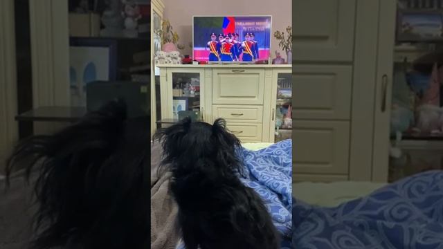 Собака Соня смотрит Парад Победы 9 мая.