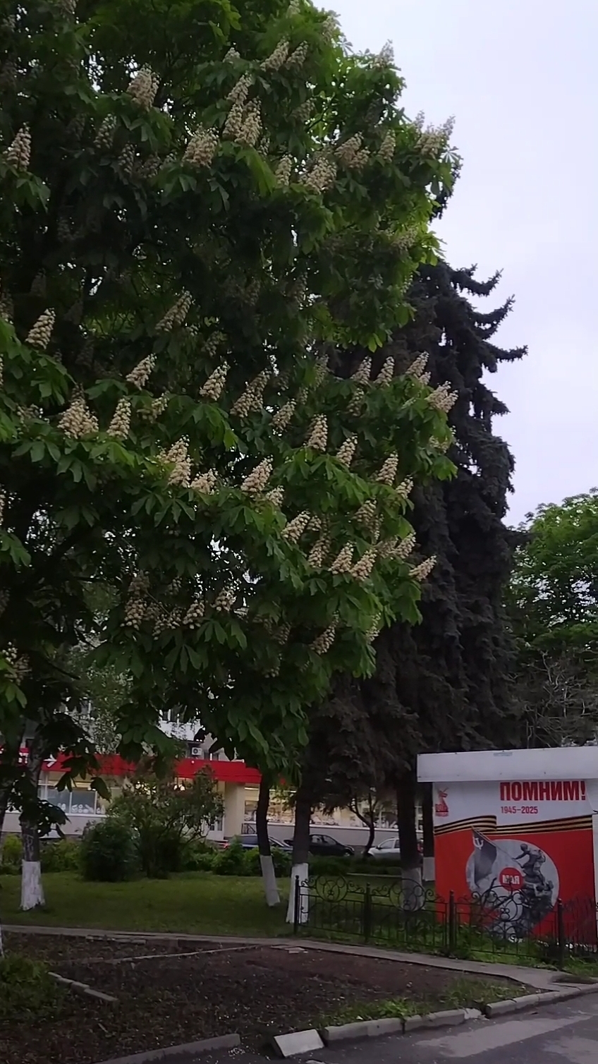 Пенза. 10 мая. Цветение в городе 🌸