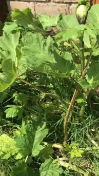 Борщевик борьба