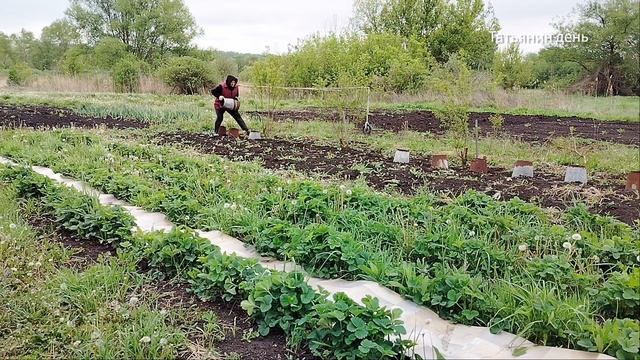 Праздник В ожидании заморозков Купаты на картошке