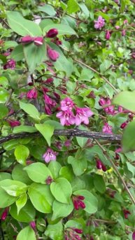 Вейгела пурпурная #цветы #растения #flowers #садоводство