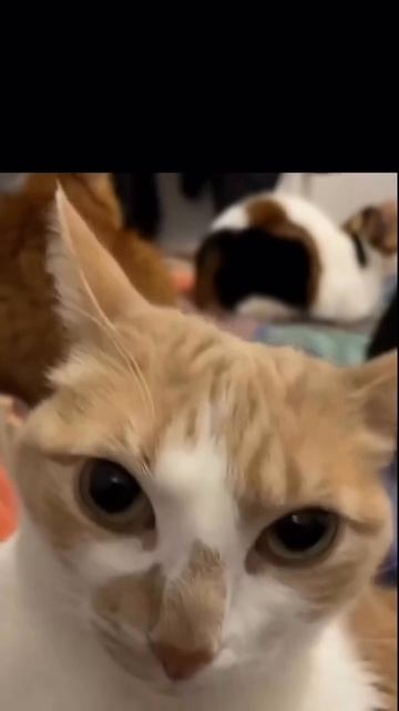 #животные#приколы#смешныевидео#смешныеживотные#кот#коты#котята#собаки#пёс#рекомендации#реки#втоп