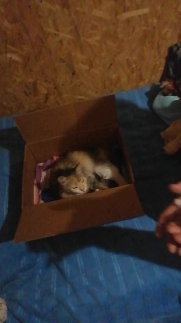Новые котята