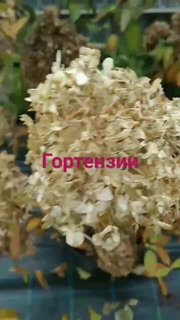 #бонфаер #гортензии #tula