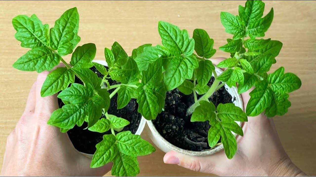 🌱 РАССАДА ИЗ СЛАБОЙ В ЖИРНУЮ ЗА 2 ДНЯ! УДИВИТЕЛЬНЫЙ РЕЗУЛЬТАТ ОТ НАТУРАЛЬНОГО СТИМУЛЯТОРА РОСТА 🌿