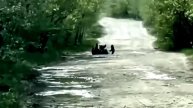 Медведица с медвежатами купаются на дороге