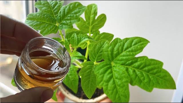 🌱 ЖАЛЕЮ, ЧТО РАНЬШЕ РАССАДУ НЕ ПОДКАРМЛИВАЛА ЭТИМ! ТЕПЕРЬ РАССАДА ВСЕГДА ЖИРНАЯ, КРЕПКАЯ И УРОЖАЙНА
