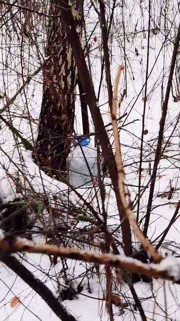 #Березовый 💧 #сок со 🧊 льдом? Зимний Лес и #Берёза Birch S