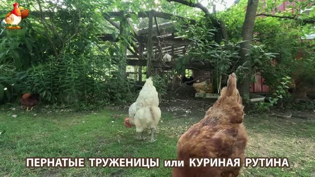 Куры несушки свободного выгула и их обычная куриная рутина – эпизод (268)