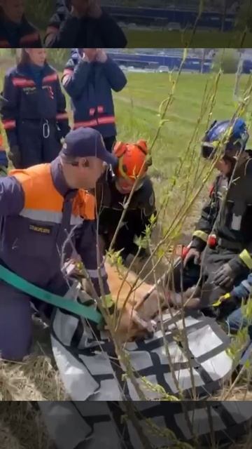 🐕На пустыре рядом со 104 км МКАД, в открытый люк провалилась собака, её спасли🐕