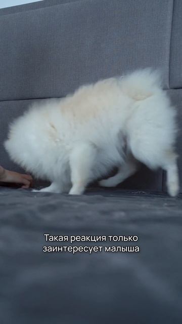 Как отучить щенка кусаться? #shorts #щенок #воспитаниещенка #собаки