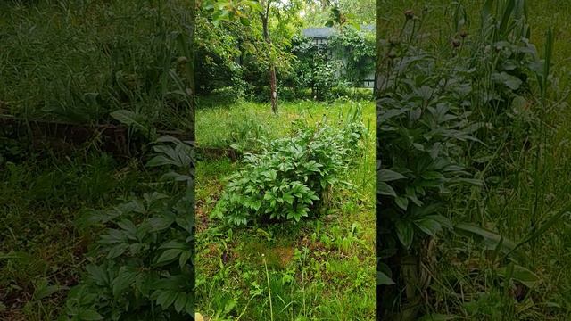 Весна на Ромашковой. Небо плачет. Краснодар, дача, 10.05.2025 г.