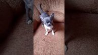 VID-20250509-WA0119.mp4