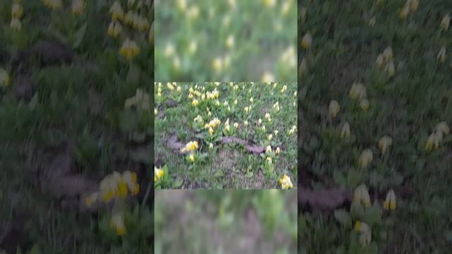 Красота души, весна,Разида Ахметова, 10-05-2025