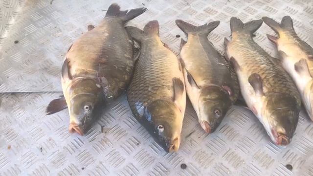 итоговый улов карпа на большом водоёме