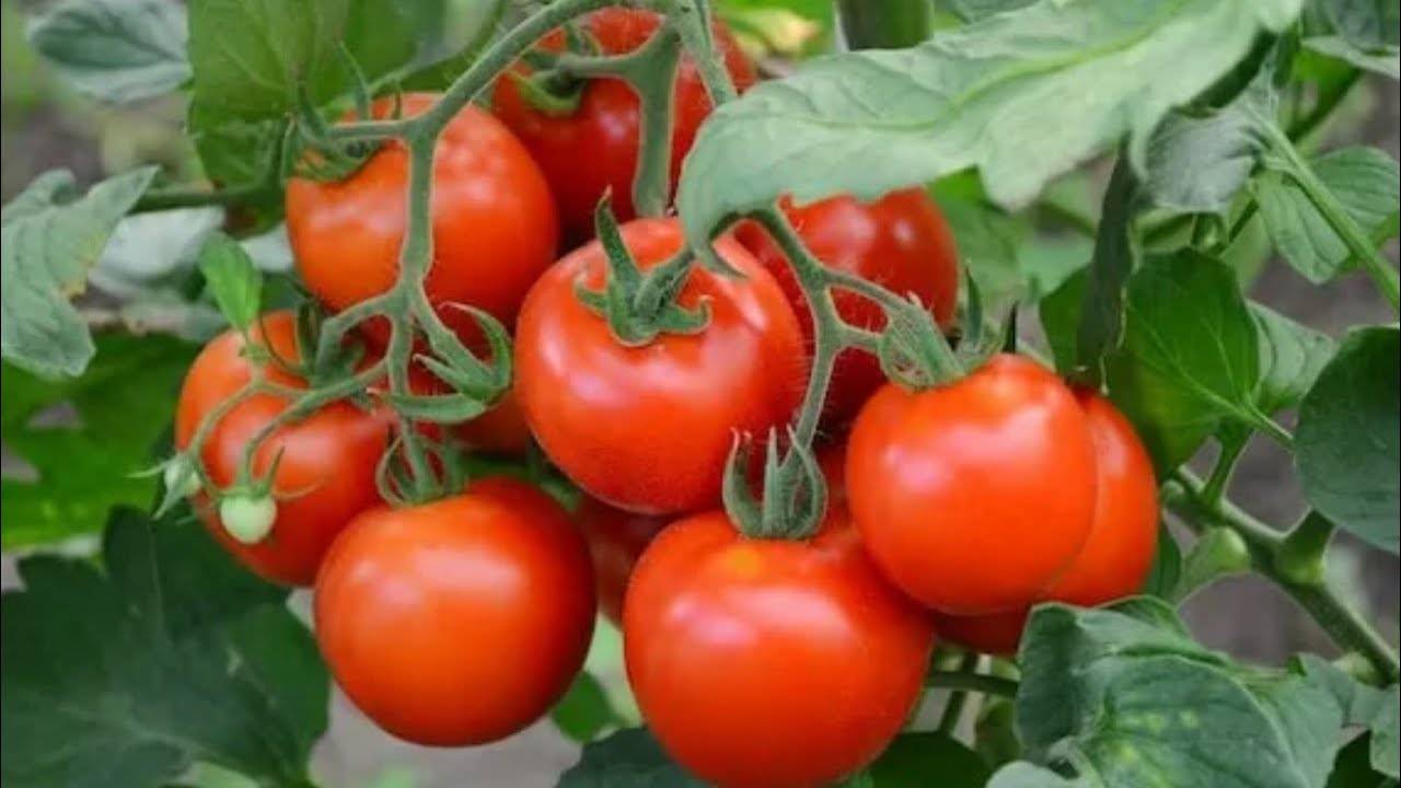🍅 ЛУЧШИЕ ТОМАТЫ ДЛЯ ПОСАДКИ В 2025 ГОДУ! РАСТЁТ ГРОЗДЯМИ, ПЛОДОНОСИТ БЕЗ УХОДА И ПОДКОРМОК!