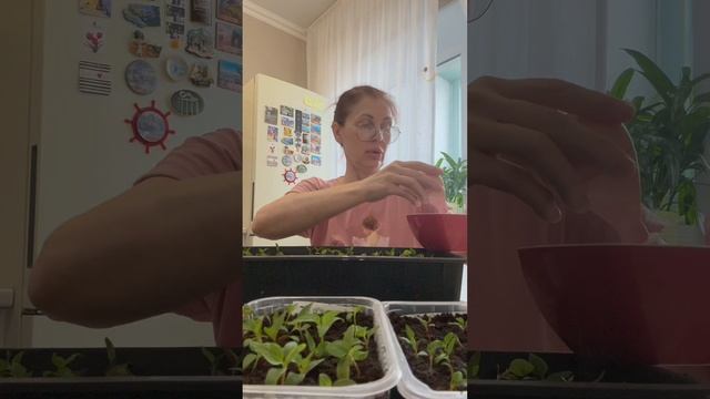 Бомбическая всхожесть Целозии.