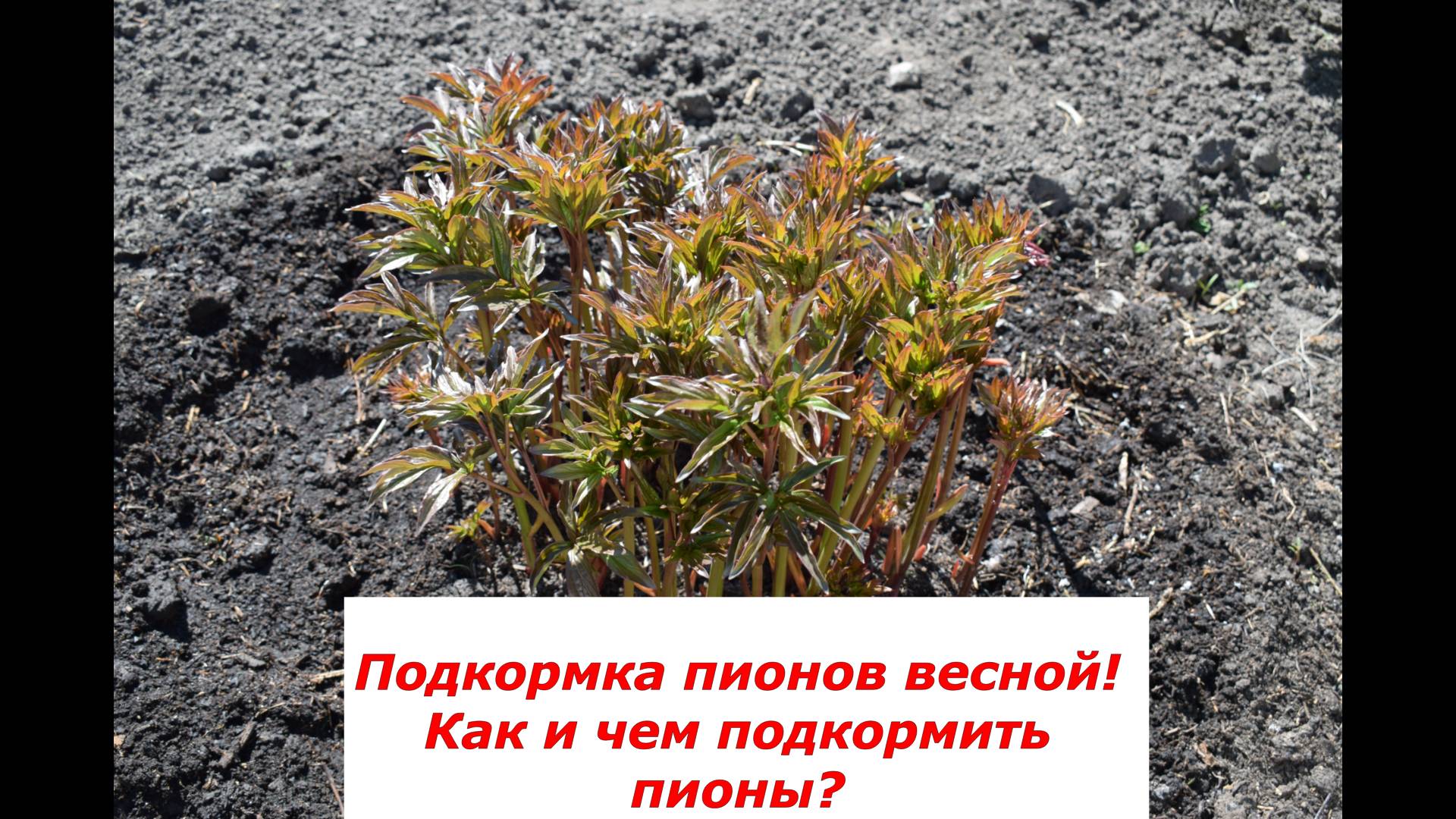 Самые важные подкормки весной для пионов #цветы #советы #пионы #подкормки