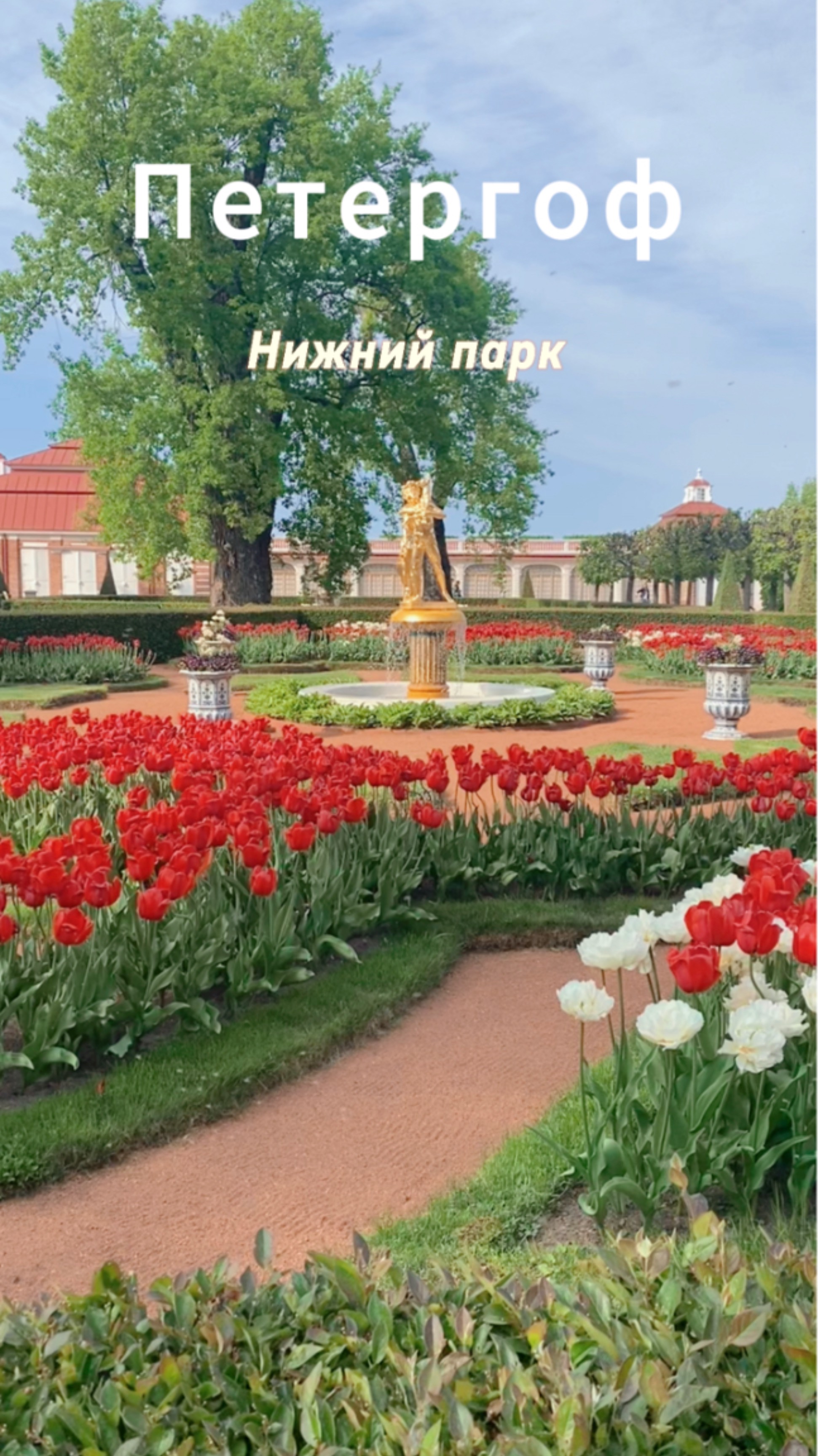 #Санкт-Петербург #петергоф
Тюльпаны в Петергофе