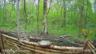 Весений лес онлайн #Relaxing #природа #звуки леса #птицы #погода