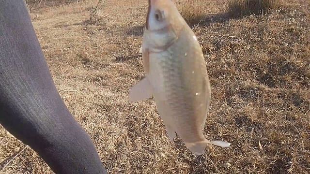 Поймала огромного карася в луже на червя.Вытягиваю на берег его.Рыбалка в Бишкеке в Киргизии