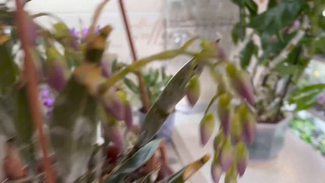 Орхидея ДЕНДРОБИУМ никаких СЕКРЕТОВ🌺🪴🌸 Выращиваю