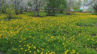 Красивая деревенская природа, жизнь в деревне, уют и деревенская атмосфера