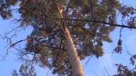 Белочки в Новосибирском зоопарке. Их там очень много! Наимелейшие!