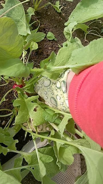 как вам редиска? 😋