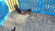 Мальчики Йорки гуляют!