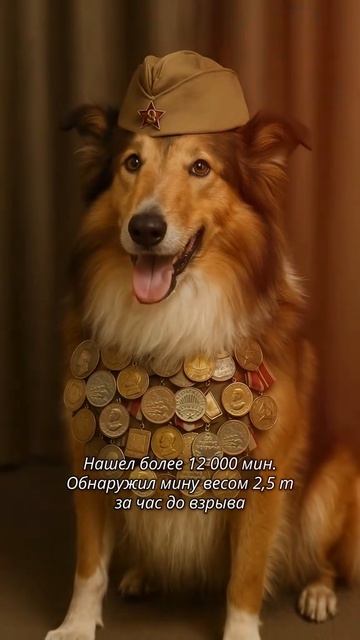 четвероногие герои