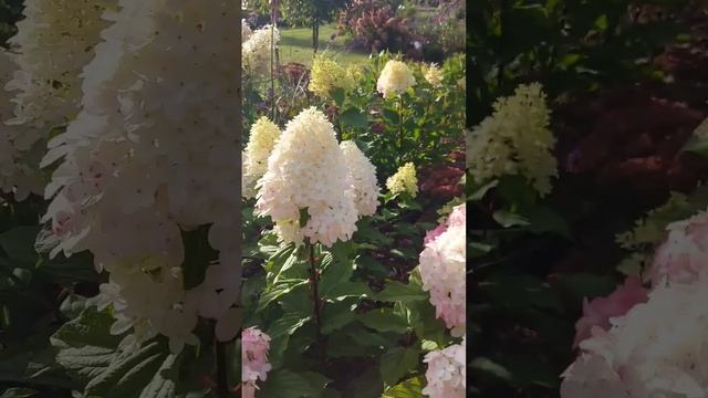 Hydrangea Love! 🤍💚🩷 #hydrangea #гортензия