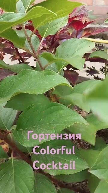 Colorful Cocktail обзор #гортензия #мечта #цветы