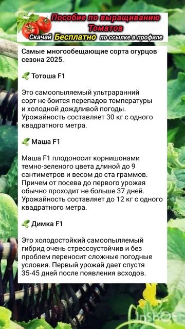 Лучшие сорта огурцов 2025